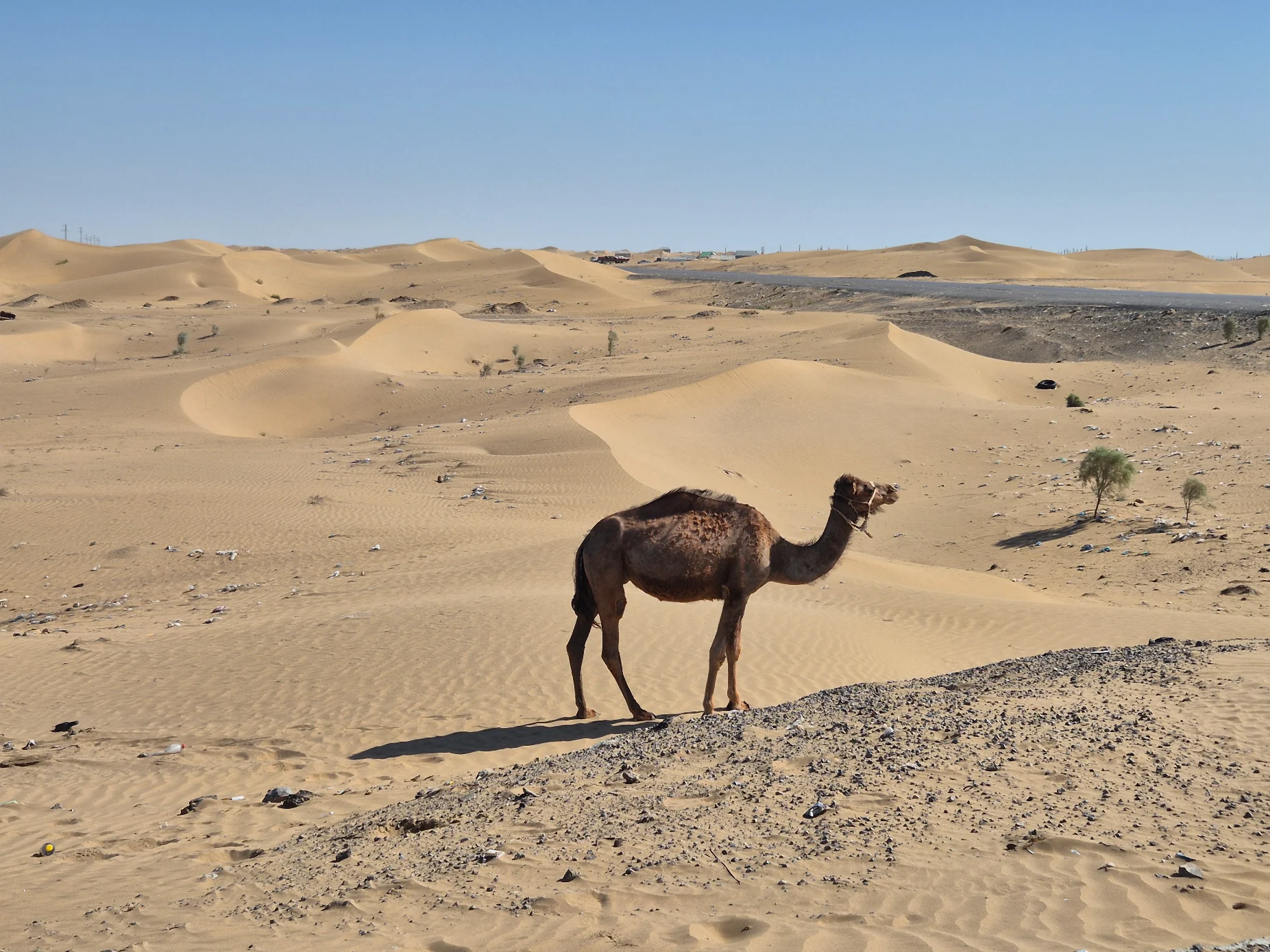 3 Day Turkmenistan Tour from Ashgabat: Darvaza & Night Train to Bukhara Camel standing among the sandy dunes of the Karakum Desert near the road to Darvaza in Turkmenistan