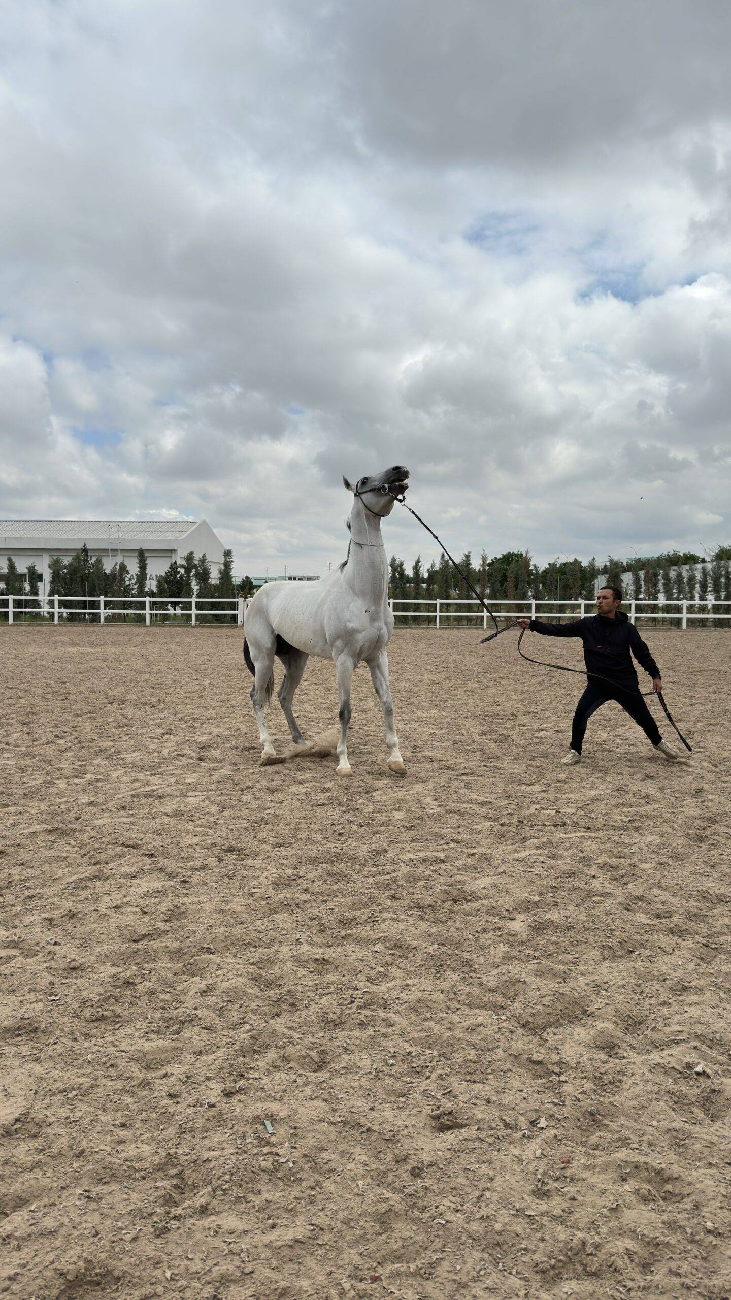 3 Day Turkmenistan Tour from Ashgabat: Darvaza & Night Train to Bukhara Handler presenting an energetic gray Akhal-Teke horse with one foreleg raised at an equestrian center near Ashgabat