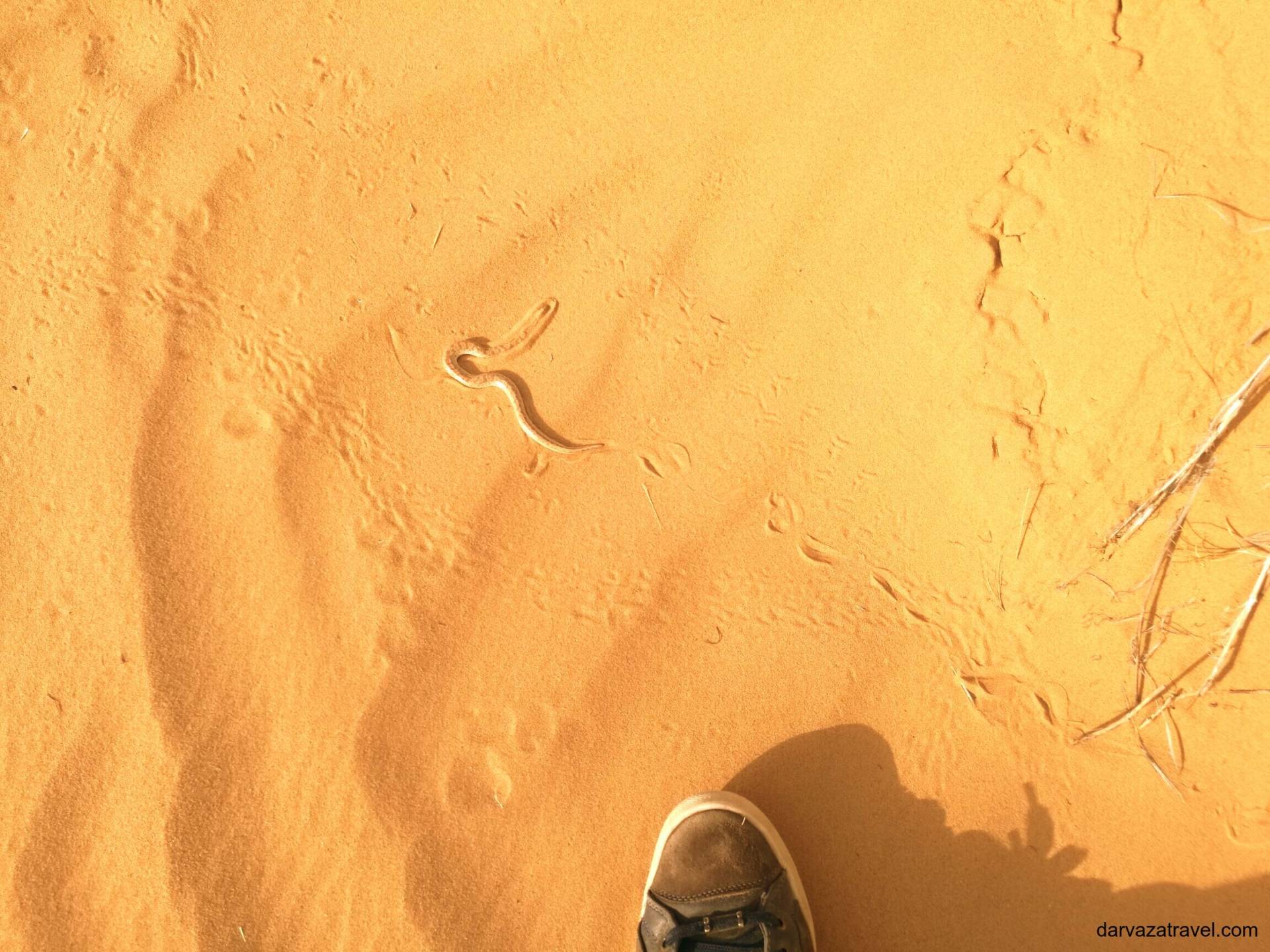 Darvaza Yurt Camp Tiny non-dangerous snake in the sand near Darvaza Yurt Camp