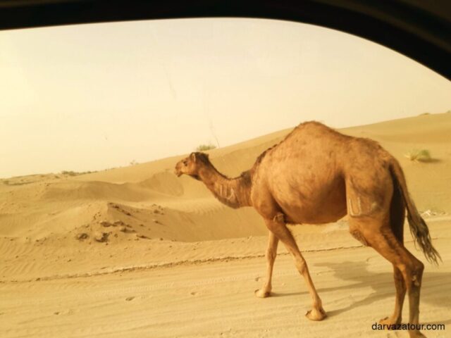 Camel walking through the sandy Karakum Desert in Turkmenistan, showcasing the country's natural desert landscape and wildlife