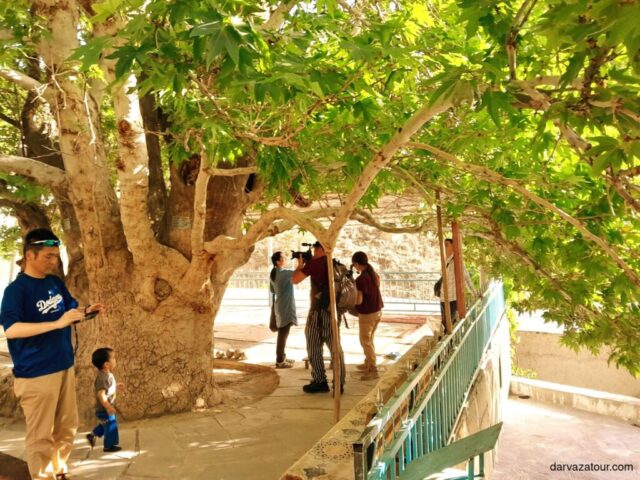 Ancient sacred Cynar tree in Nokhur Village, Turkmenistan with tourists exploring its shade. Traditional cultural heritage site with locals and visitors gathering under the centuries-old tree's canopy, a must-see landmark on Turkmenistan tours.