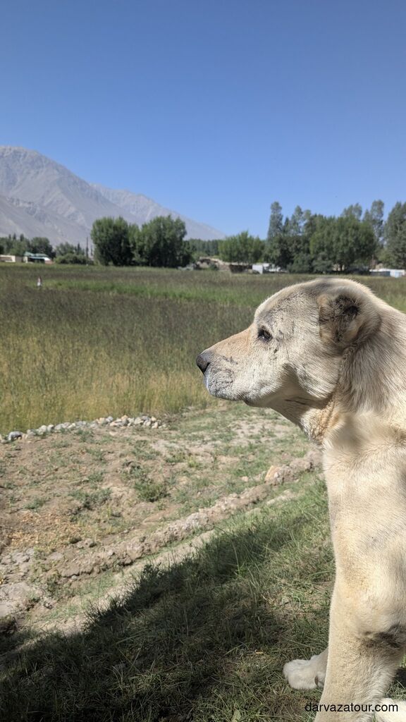 Turkmen Alabai shepherd dog resting in the countryside, traditional guardian of Turkmen flocks
