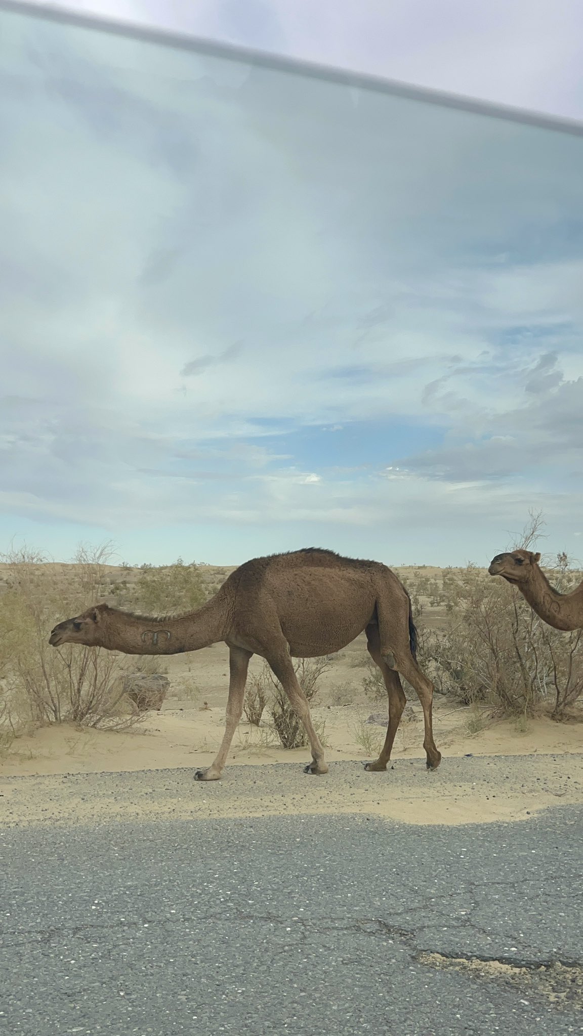 This photo was taken on the road from the Darvaza gas crater back to Ashgabat, where we saw two camels walking along the damaged Dashoguz–Ashgabat asphalt. The road is not being repaired because in 2026 they plan to build a new highway. The road is very bad, and I do not recommend driving here with a normal city car. Only strong cars like Toyota Prado or Land Cruiser can handle it. If someone comes with a Ford or another city-type car, they may break the suspension, and without spare parts in Turkmenistan, they might even have to leave the car behind.
