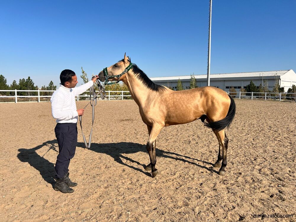 Akhal-Teke horse with Turkmen rider Gerdji at the horse farm in Turkmenistan, famous for his hospitality to visitors