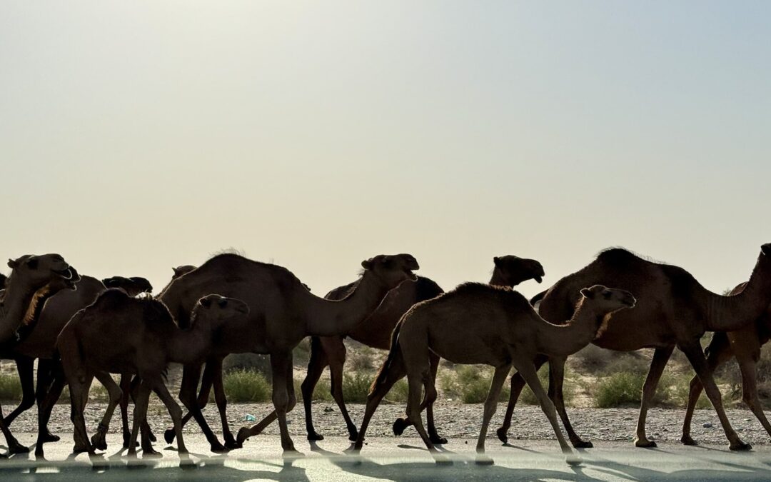 Herd of camels walking along the desert road on the way to Darvaza Gas Crater in Turkmenistan