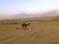 Darvaza Yurt Camp Camels Walking Near Darvaza Yurt Camp