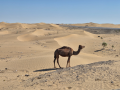 3 Day Turkmenistan Tour from Ashgabat: Darvaza & Night Train to Bukhara Camel in the Karakum Desert near Darvaza