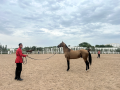 Akhal-Teke Horse in Ashgabat, Turkmenistan