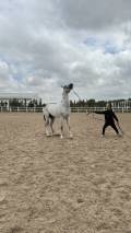 3 Day Turkmenistan Tour from Ashgabat: Darvaza & Night Train to Bukhara Gray Akhal-Teke Horse Performance near Ashgabat