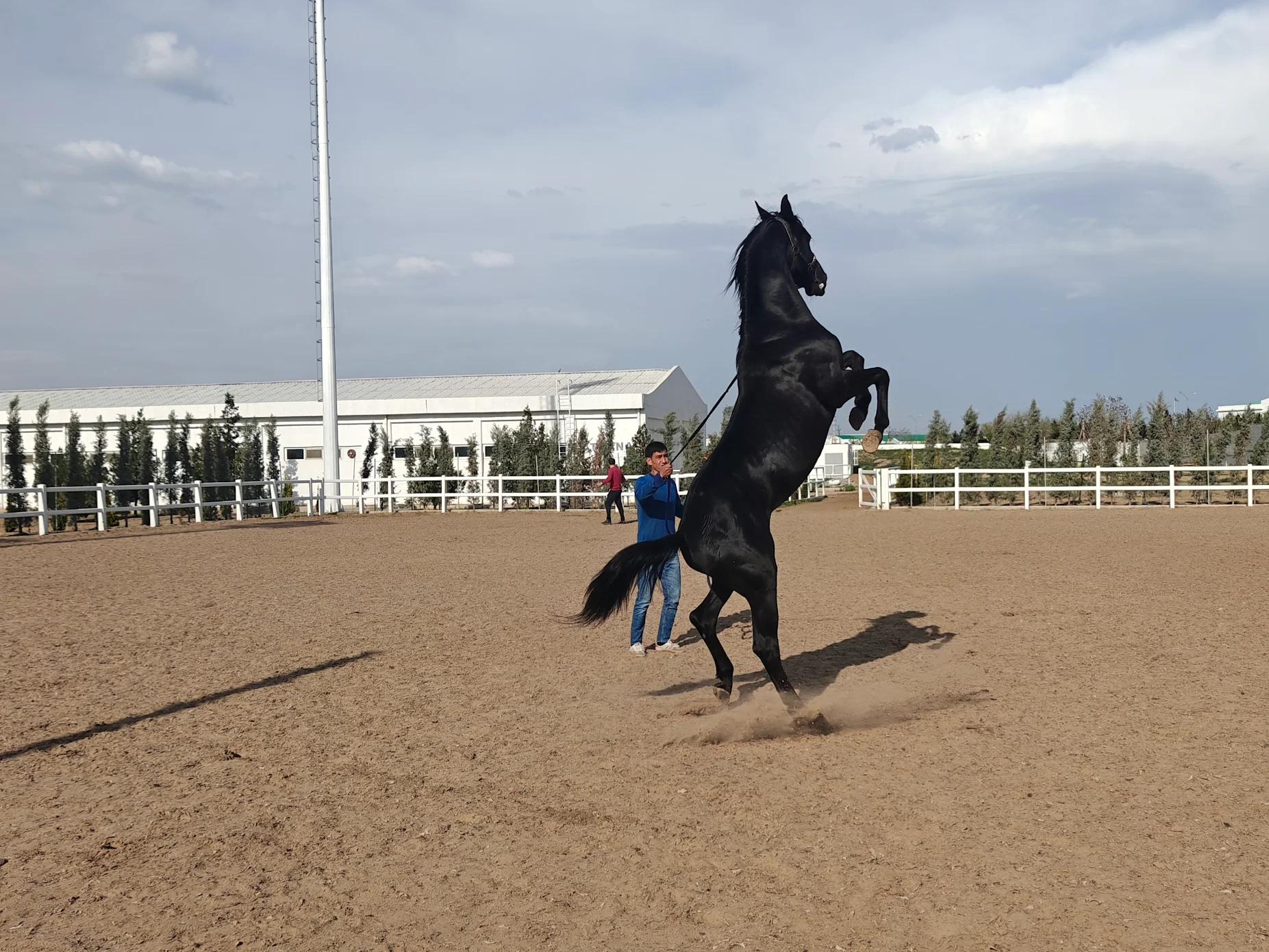 Black Akhal-Teke horse rearing during a demonstration at an equestrian arena in Ashgabat, Turkmenistan